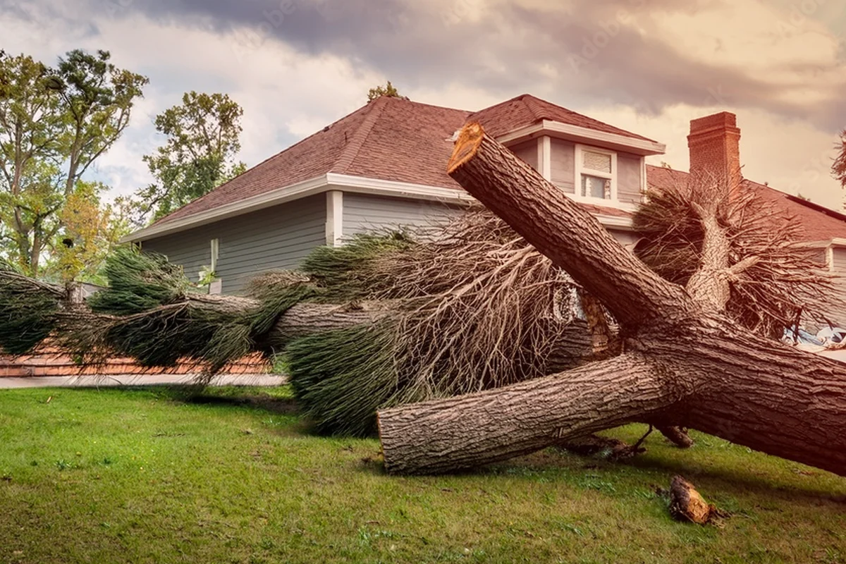 Tree Removal Services